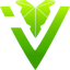 IVY